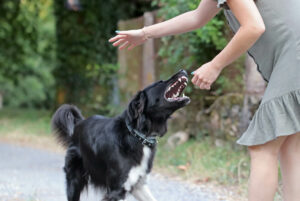 Agressive dog attacking a young caucasian woman. Black and white border collie biting a person.